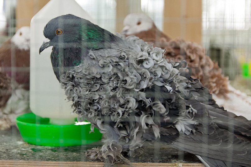 Wystawa Gołębi Rasowych