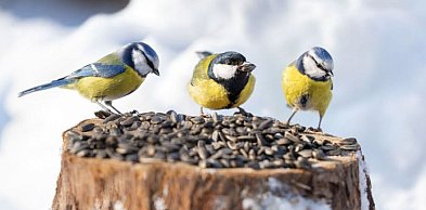 Żywe paliwo natury: dlaczego owady to fundament ptasiego przetrwania?