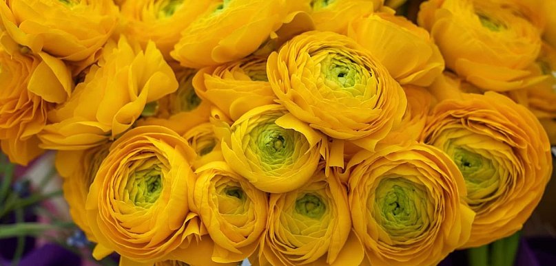 Pierwsze dalie w ogrodzie? Zobacz bezpieczny wybór Dalia Story