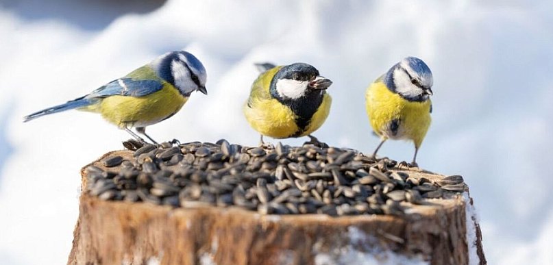 Żywe paliwo natury: dlaczego owady to fundament ptasiego przetrwania?