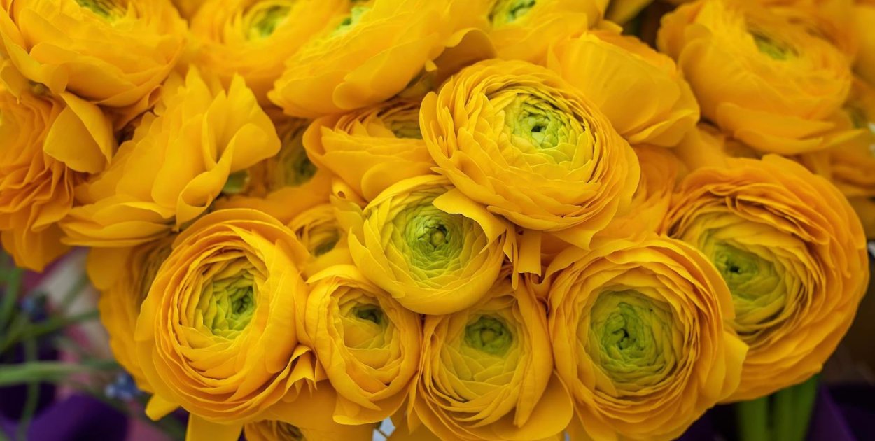 Pierwsze dalie w ogrodzie? Zobacz bezpieczny wybór Dalia Story